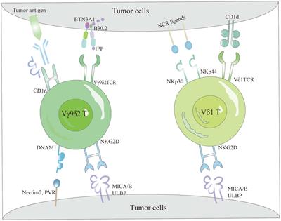 The therapeutic role of γδT cells in TNBC